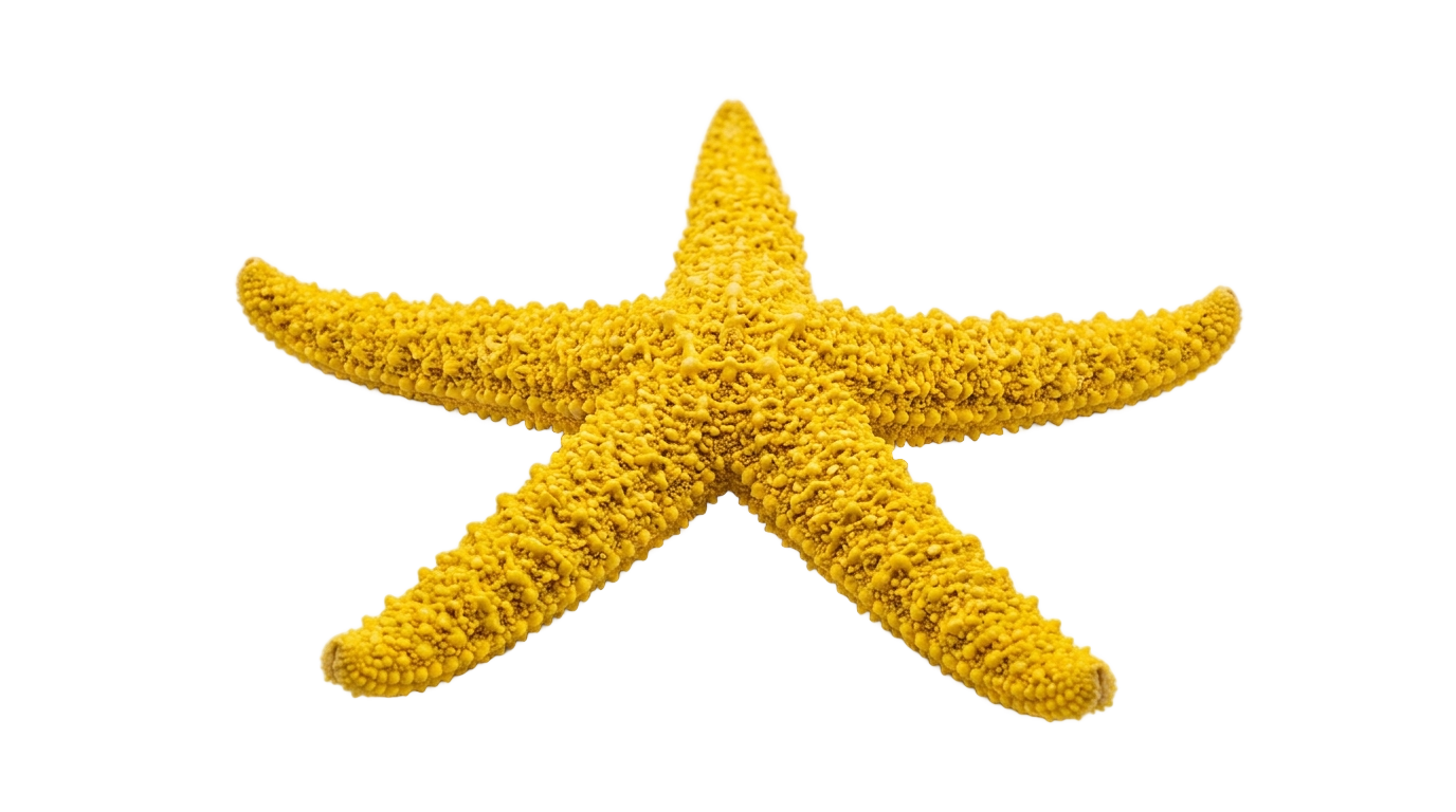 yellow starfish png PNG transparent background