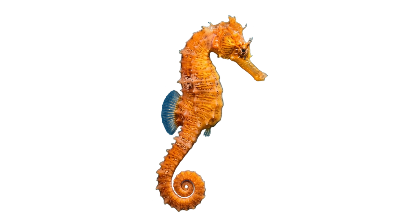 seahorse clipart png PNG transparent background