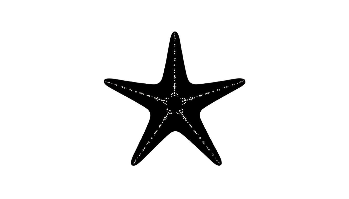 starfish silhouette png PNG transparent background