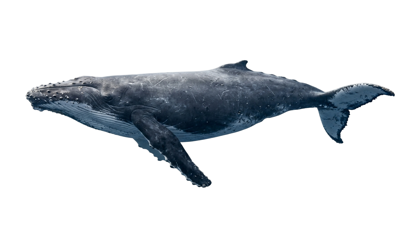 whale illustration png PNG transparent background