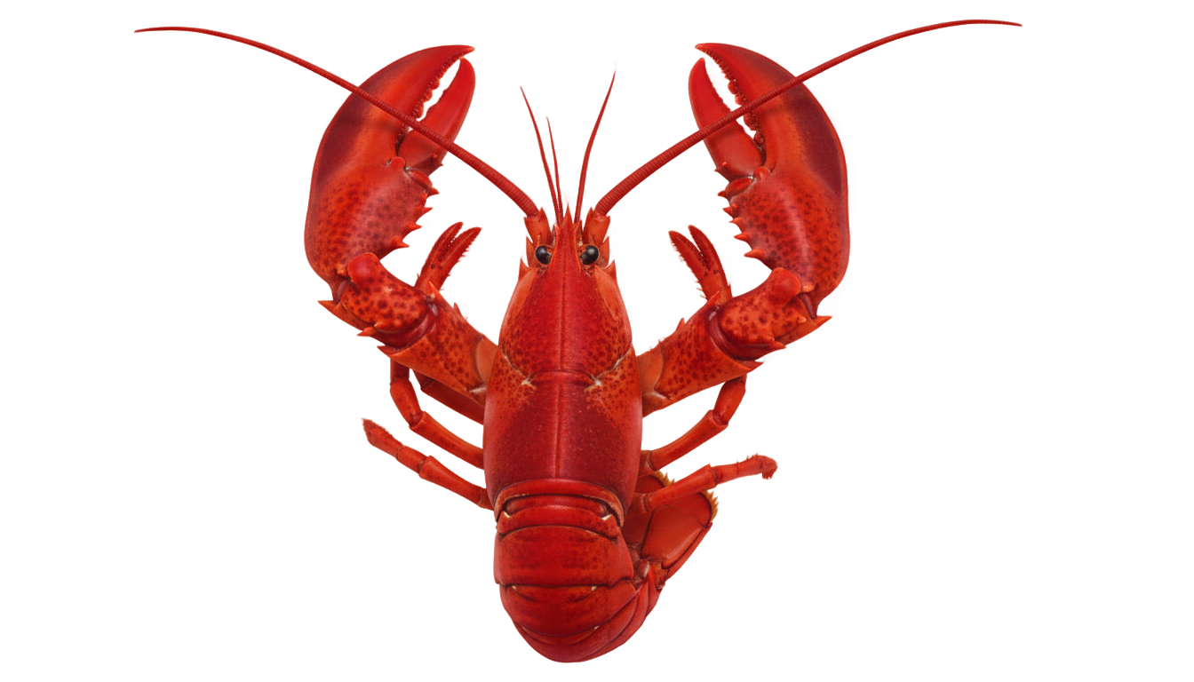 red lobster logo png PNG transparent background
