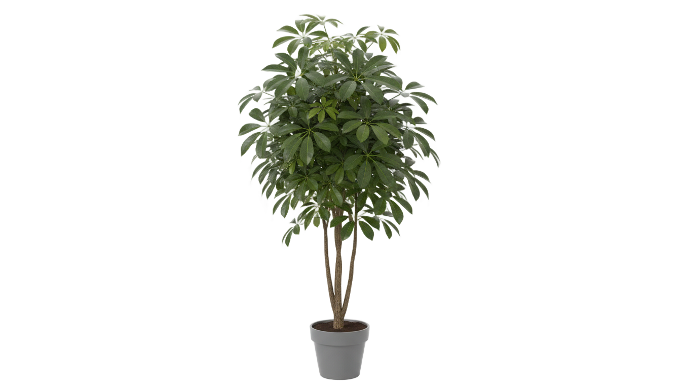 umbrella tree png PNG transparent background
