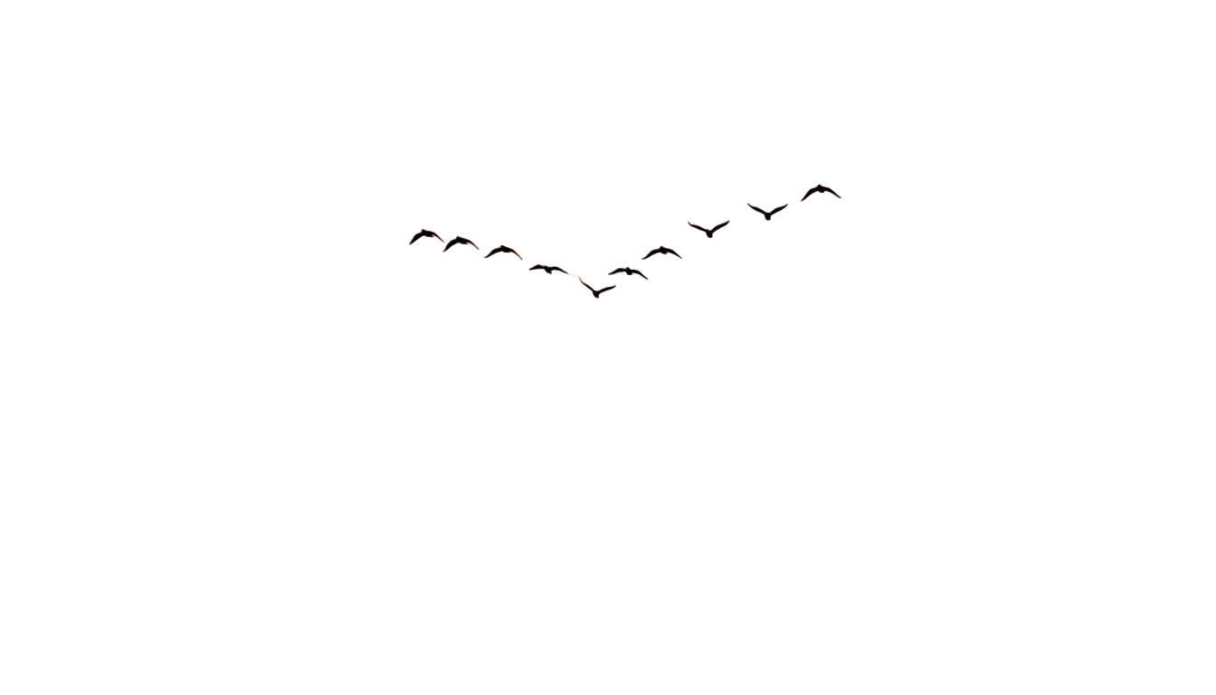 sunset birds flying png PNG transparent background