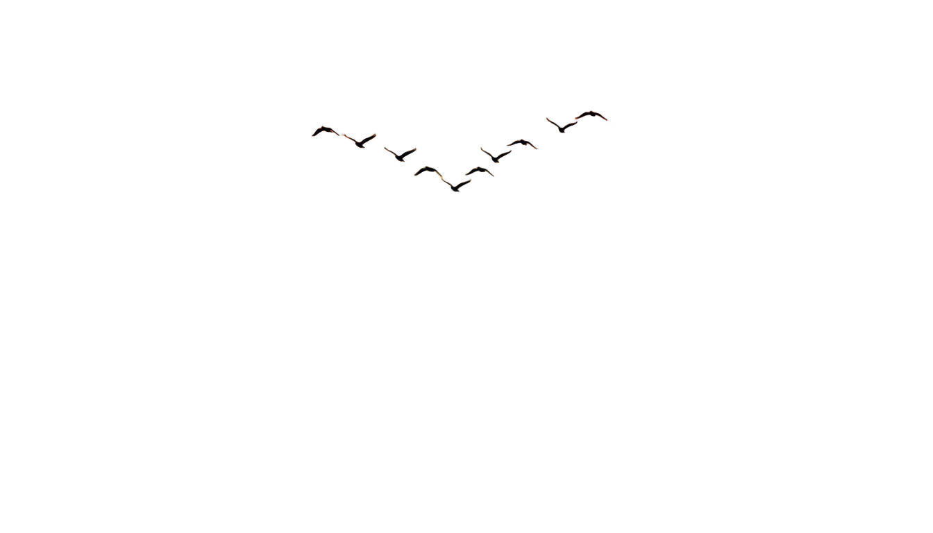 sunset birds flying png PNG transparent background